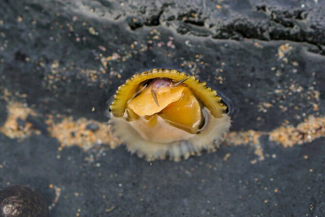 Tide Pool Safari in Monte Clérigo Beach - What Do Other Travelers Say?