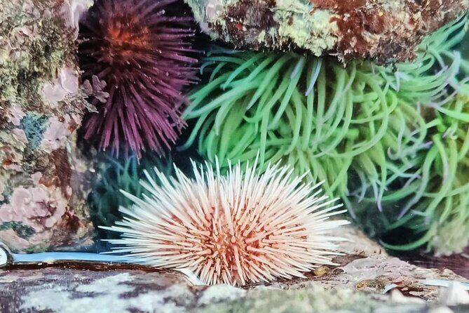 Tide Pool Safari in Monte Clérigo Beach - FAQs