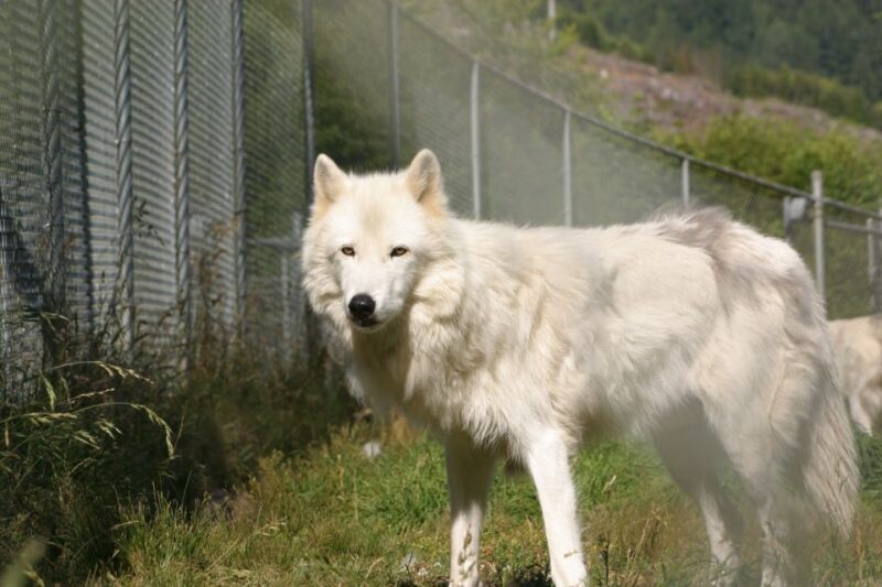 Tidewater: White Wolf Sanctuary Tour and Presentation - The Experience in Detail