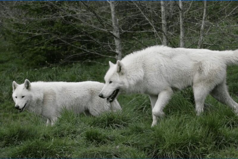 Tidewater: White Wolf Sanctuary Tour and Presentation - What to Expect and What to Bring