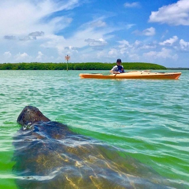 Tierra Verde FL: Coastal Kayaking Tour in Shell Key - FAQ