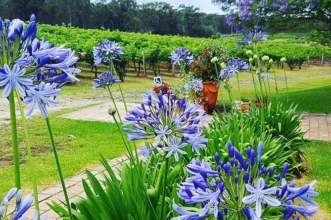 Tintilla Estate: Wine Tasting with a Meat and Cheese Platter - Cautions and Considerations