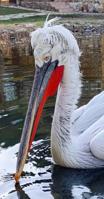 Tirana / Durrës: Berat UNESCO City & Karavasta National Park - What to Pack & What to Expect