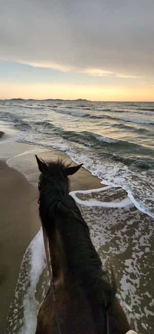 Tirana/Durrës: Fllakë Beach Escape and Optional Horse Ride - Key Points