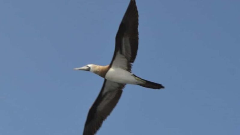 Title: Puerto Vallarta: Marietas Island Adventure - Things to Keep in Mind