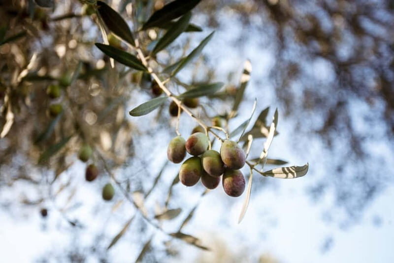 Tivoli: Entrance Ticket to Villa Adriana & App Audioguide - What Is Villa Adriana and Why Visit?