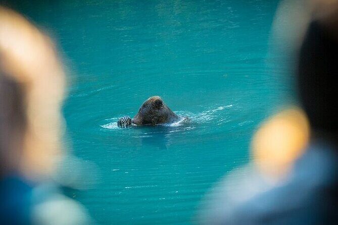 Toba Bears and Wilderness Grizzly Bear Viewing in Campbell River - Who Should Consider This Tour?
