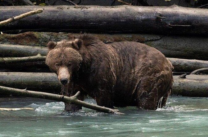 Toba Bears and Wilderness Grizzly Bear Viewing in Campbell River - FAQ