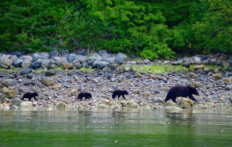 Tofino: Bear Watching Boat Tour with Nature Guide - Exploring the Details of the Tofino Bear Watching Boat Tour