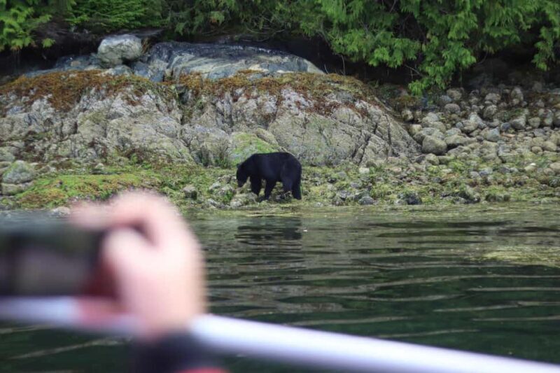 Tofino: Bear Watching Boat Tour with Nature Guide - FAQs