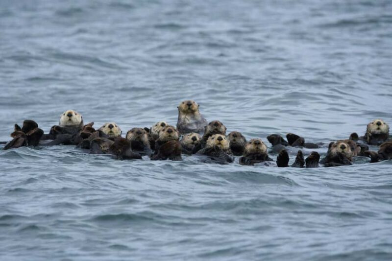 Tofino: Covered Boat Winter Wildlife Watching Tour - FAQ