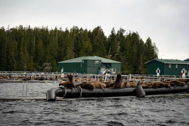 Tofino: Private Boat Tour with Big Tree Trail & Crabbing - FAQ