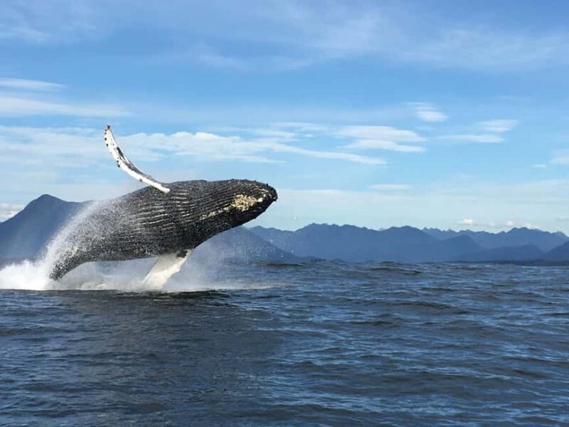 Tofino: Whale Watching Tour with Nature Guide - The Tour Experience: What to Expect