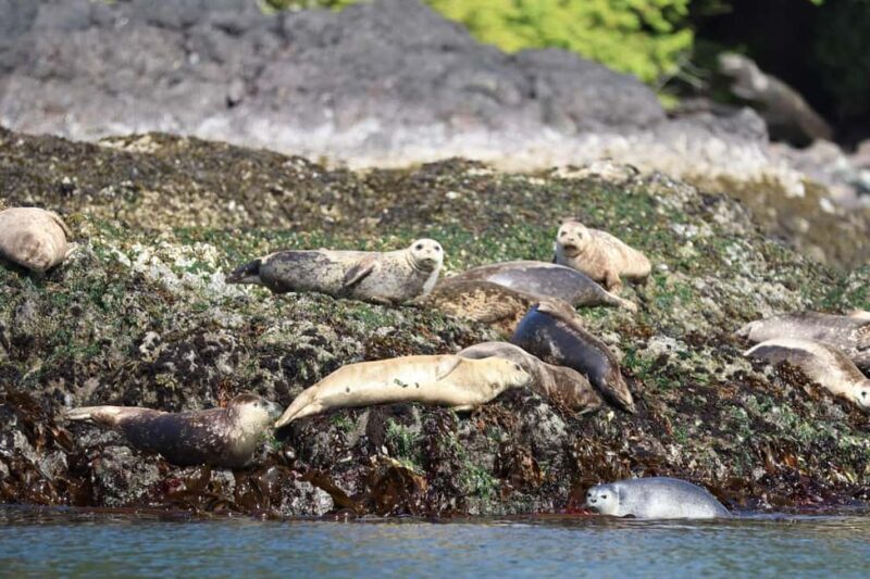 Tofino: Whale Watching Tour with Nature Guide - FAQ