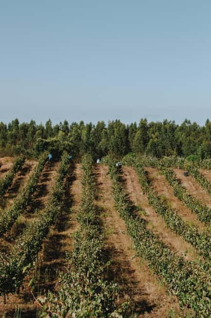 Tomar: Lunch among the vineyards - Who is this experience best for?