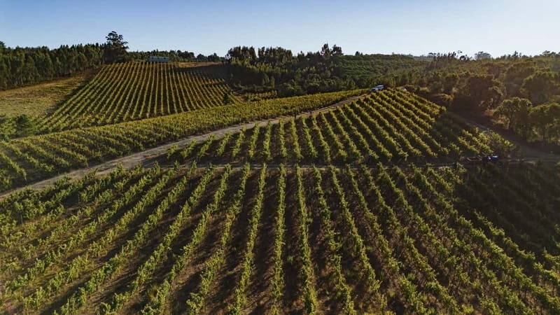 Tomar: Wine Picnic for Two - A Deep Dive into the Wine Picnic Experience