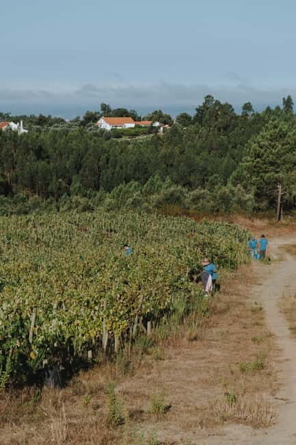 Tomar: Wine Picnic for Two - Value for Money