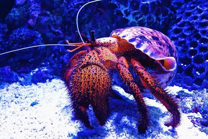 Tomb of the Pharaohs and Cairns Aquarium Combo - What You Can Expect from This Experience