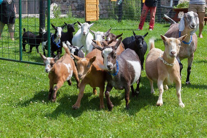 Toodle Tour in Port Hope Ontario - Who Is This Tour Best For?