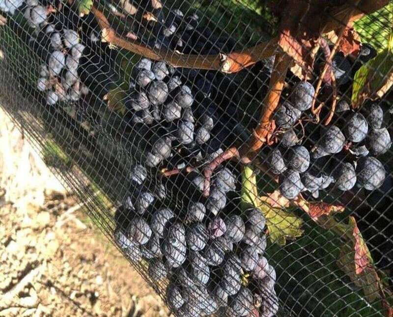 Toronto: Private Wine Tour to Niagara-on-the-Lake - The Experience: What to Expect on the Private Wine Tour