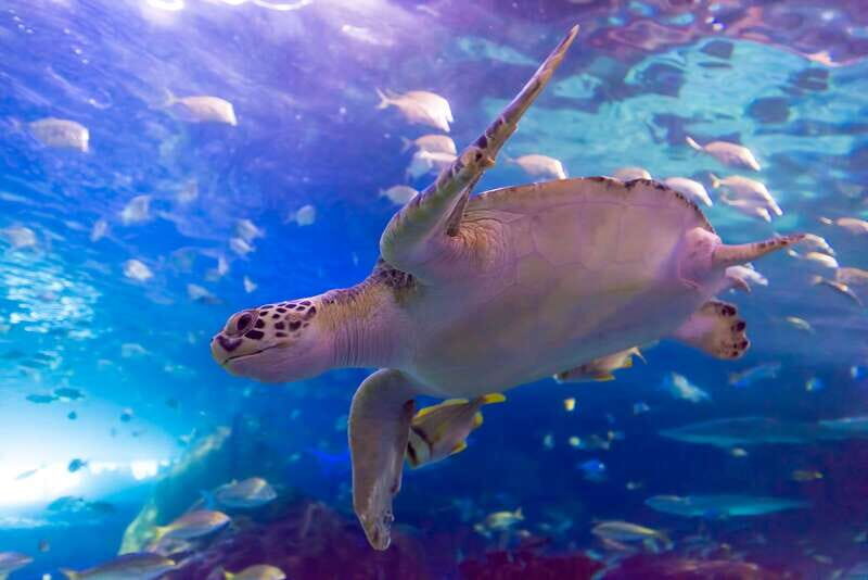 Toronto: Ripley's Aquarium of Canada Entry Ticket - Key Points