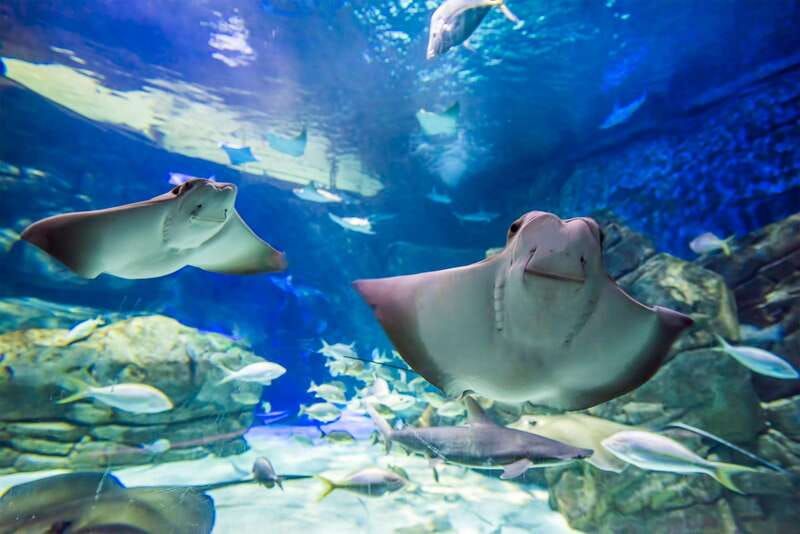 Toronto: Ripley's Aquarium of Canada Entry Ticket - Sharks After Dark: A Later-Entry Option That Changes the Feel