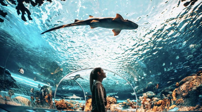 Toronto: Ripley's Aquarium of Canada Entry Ticket - The Underwater Tunnel: Where Sharks Swim Over Your Head