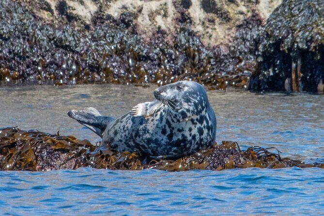Torquay Coastal RIB Seafari - An Overview of the Tour