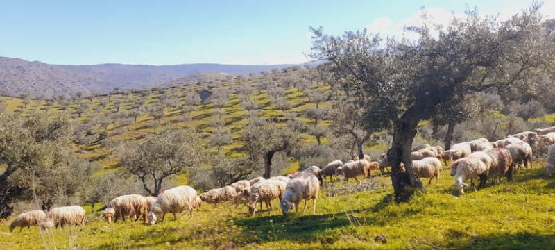 Torre de Moncorvo: Douro Valley Wine Farm & Rural Workshops - Authenticity and Value