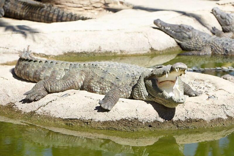 Torremolinos: Crocodile Park Entrance Ticket - The Experience in Detail
