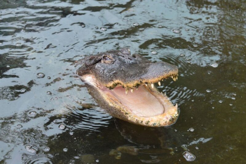 Torremolinos: Crocodile Park Entrance Ticket - The Downsides: Small Size and Limited Time