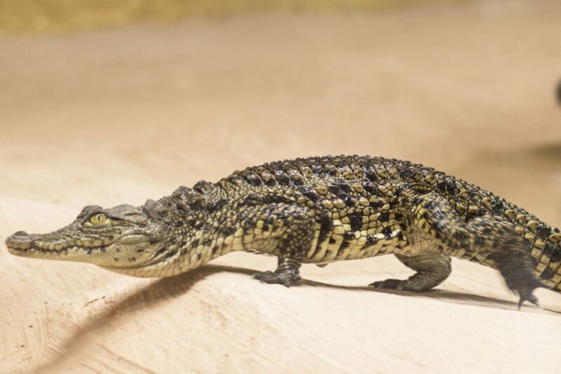 Torremolinos: Crocodile Park Entrance Ticket - Final Thoughts: Is the Crocodile Park in Torremolinos Worth It?