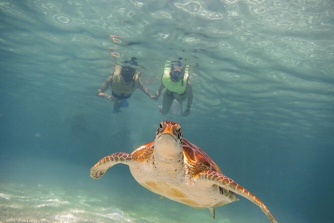 Tortugas & Cenotes Snorkel With Turtles Tour - Key Points