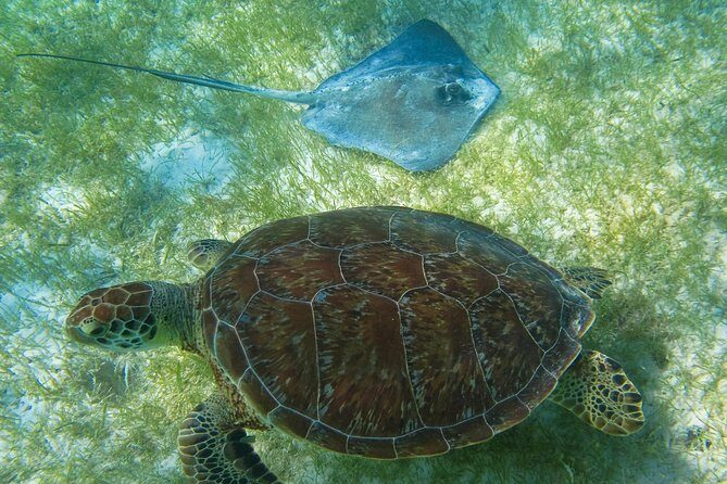 Tortugas & Cenotes Snorkel With Turtles Tour - Practical Tips for Booking and Participating