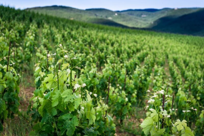 Total Immersion Wine Tour in Chianti - Practical Details & Tips