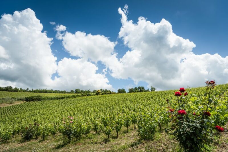 Total Immersion Wine Tour in Chianti - Who Would Benefit Most from This Experience?