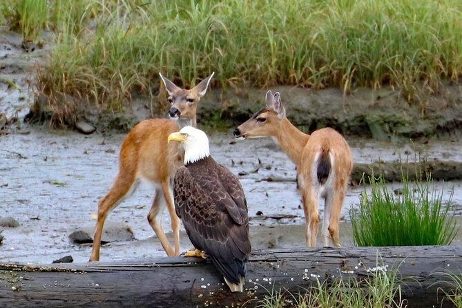 Totems, City & Wildlife by Cable Car Trolley - Is It Worth the Price?