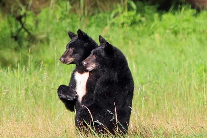 Totems, City & Wildlife by Cable Car Trolley - Who Should Consider This Tour?