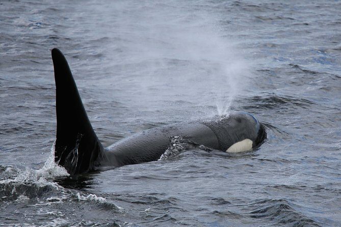 Totems, City & Wildlife by Cable Car Trolley - Final Thoughts