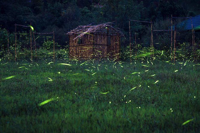 Totláli fireflies sighting - Key Points