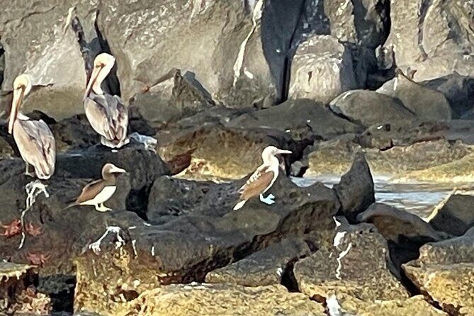 Tour a la Isla Coronados con actividad de esnorquel - Final Thoughts