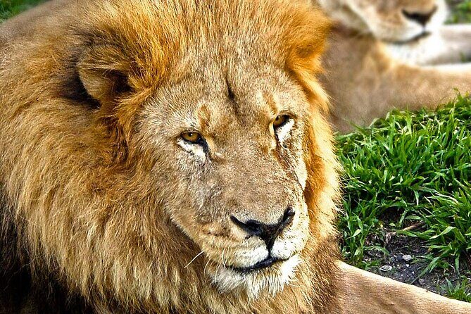 Tour Africam Safari in Puebla - FAQ