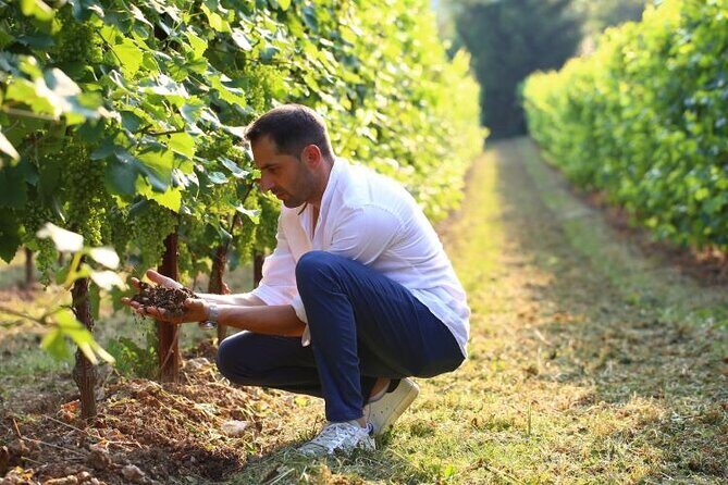 Tour and tasting in the hills of Prosecco Superiore DOCG - Considerations to Keep in Mind