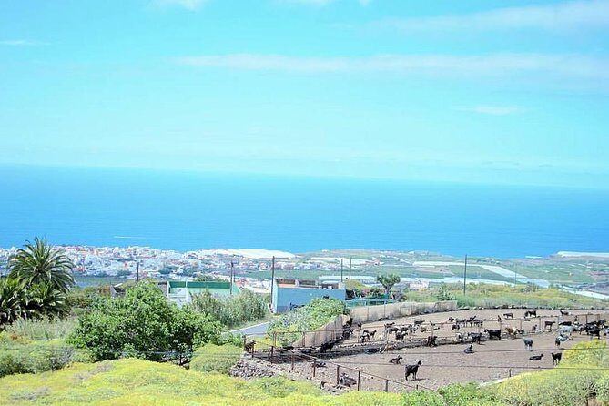 Tour Around the Island - Private VIP Tour in Tenerife - Final Thoughts