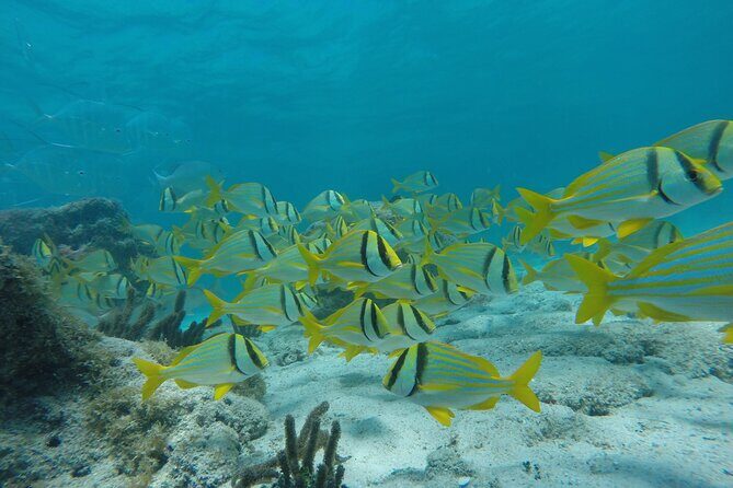 Tour Contoy Magic Island! Round Transportation From Cancun & Playa Del Carmen - Exploring the Tour Contoy Magic Island: A Honest Look at this Caribbean Adventure