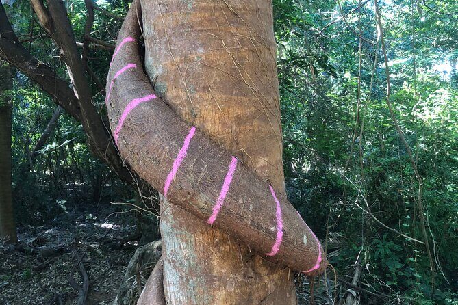 Tour Drone MX Bahía de Banderas - Authentic Perspectives from Travelers