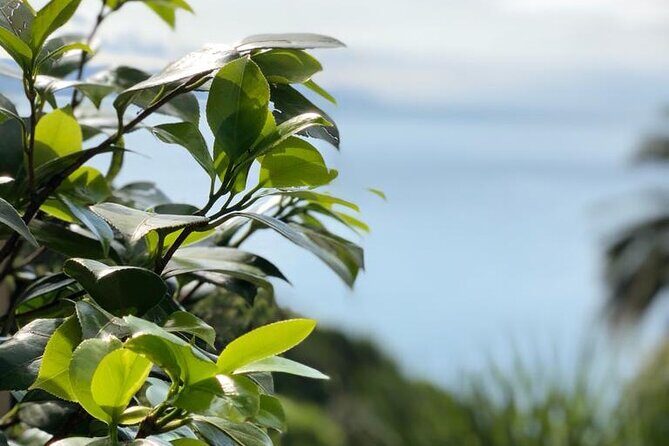 Tour from Genoa to Portofino,Santa Margherita and Camogli - Pricing and Value