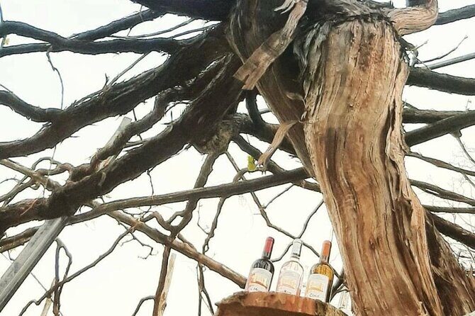 Tour from Napoli to pompei/ercolano: Luxury Tour, Secret Vineyard - Key Points