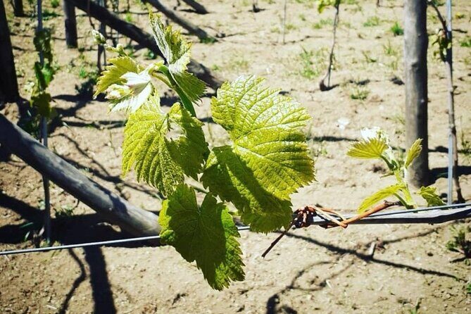 Tour from Napoli to pompei/ercolano: Luxury Tour, Secret Vineyard - What’s Included and What’s Not