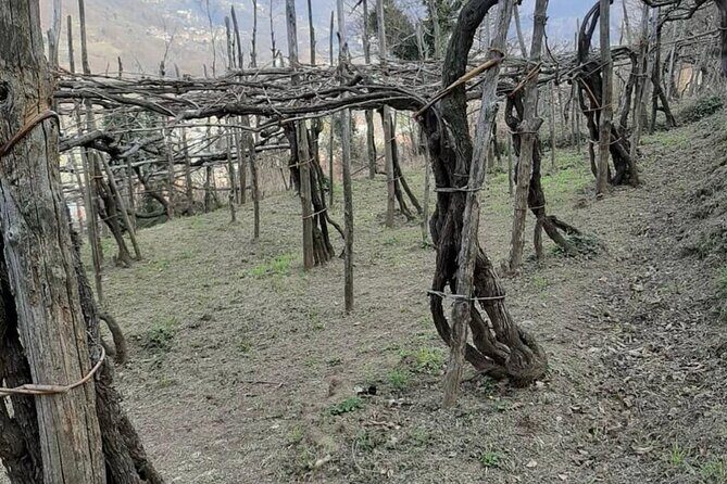 Tour from Napoli to pompei/ercolano: Luxury Tour, Secret Vineyard - Who Would Love This Tour?